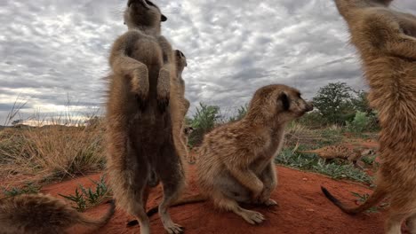Very-Close-up-ground-level-perspective-of-meerkats-standing-upright-on-their-burrow-looking-around,-Southern-Kalahari
