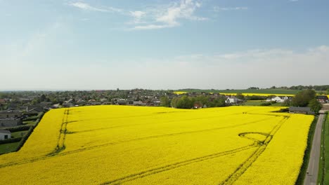 Drone-footage-of-rapeseed-fields,-with-a-small-city-in-the-background-along-the-entire-horizon-line