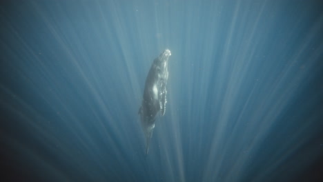 Humpback-whale-rises-from-depths-of-ocean-as-light-rays-pull-into-darkness