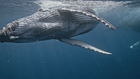 Humpback-whale-grey-skin-sparkles-with-water-refracting-as-it-plays-at-surface,-slow-motion-underwater