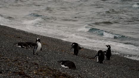 Magellan-Pinguine-Am-Meeresufer-Der-Isla-Hammer,-Feuerland,-Argentinien-–-Totale