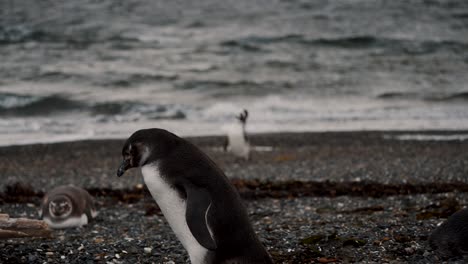 Closeup-Of-A-Walking-Magellanic-Penguin-In-Isla-Martillo,-Tierra-del-Fuego,-Argentina