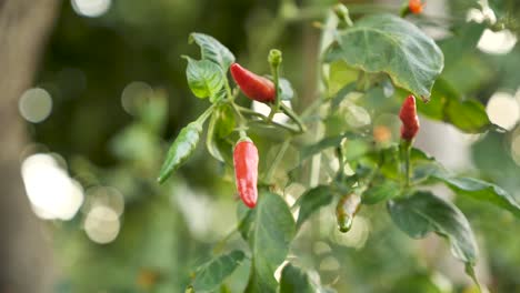 Reife-Rote-Chilipflanze,-Nahaufnahme
