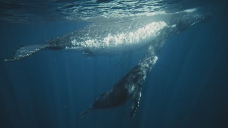 Humpback-whale-calf-rises-to-srface-as-mother-breathes-resting,-light-rays-punch-through-water