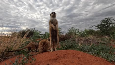 Very-Close-up-ground-level-perspective-of-meerkats-standing-upright-together-at-their-burrow-in-the-Southern-Kalahari