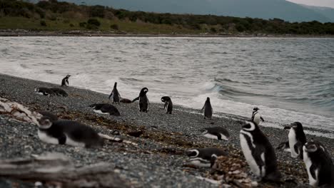 Magellan-Pinguine-Am-Strand-Von-Isla-Hammer,-Feuerland,-Argentinien-–-Totale