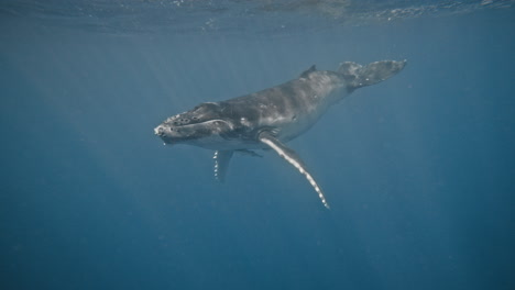 Humpback-whale-slowly-rises-to-surface-of-ocean,-grey-reflection-closes-in-with-remoras-on-belly