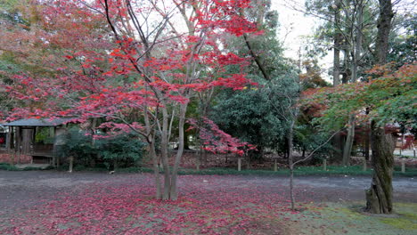 Ein-Park-In-Tokio,-In-Dem-Sich-Die-Ahornblätter-Im-Herbst-Rötlich-Verfärben