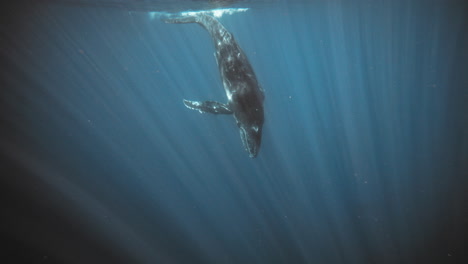 Humpback-whale-dives-deep-following-light-rays-sucking-into-depths-of-Pacific-Ocean,-Tonga