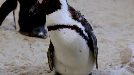 African-Penguin-at-Penguin-Sanctuary-Plucking-Feathers,-Close-Up