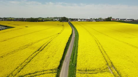 Drone-recording-of-rapeseed-fields,-where-the-drone-flies-slowly-over-the-fields