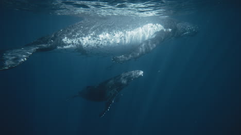 Beautifully-large-Humpback-whale-calf-plays-in-water-with-light-rays-dancing-across-bodies,-Pacific-ocean-Tonga