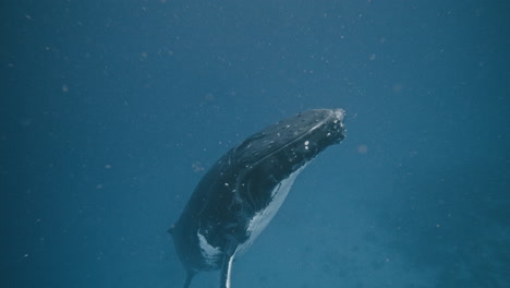 Humpback-whale-rises-to-surface-of-ocean-as-air-bubble-particles-frame-it-mystically