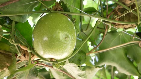Asian-Gourd-Hang-on-Tree,-Close-Up
