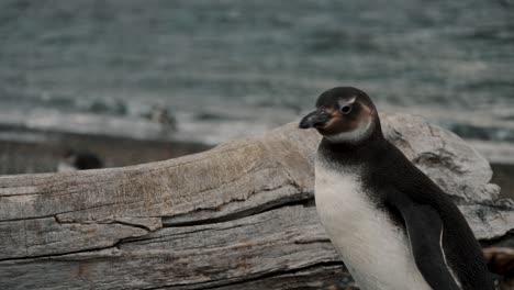 Magellanic-Penguin-Walking-Near-The-Beach-In-Isla-Martillo,-Tierra-Del-Fuego,-Argentina---Close-Up