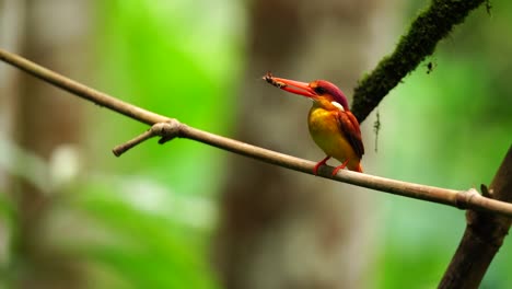 a-Rufous-backed-kingfisher-or-Ceyx-rufidorsa-bird-is-eating-while-perched-on-a-bamboo-branch