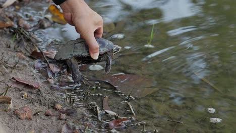 Man's-Hand-Release-A-Turtle-In-The-Pond---Slow-Motion