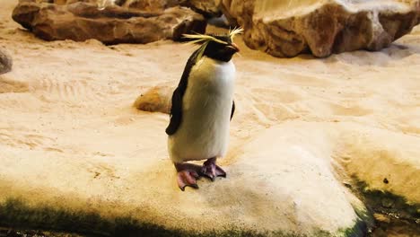 Pingüino-Penacho-Amarillo-Parado-En-El-Santuario-De-Pingüinos