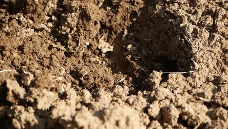 Steel-Hoe-Dig-on-Plain-Soil,-Close-Up