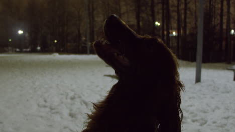 Closeup-profile-view-as-Irish-Setter-dog-looks-up-on-cold-winter-night