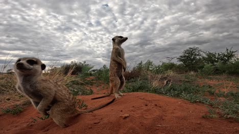 Close-up,-Ground-level-view-of-a-group-of-cute-meerkats-digging-for-food-in-the-red-sand-of-the-Kalahari-desert