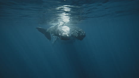 Humpback-whale-family-swims-together-in-beautiful-pair-in-slow-motion-underwater