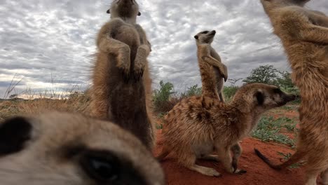 Very-Close-up-ground-level-perspective-of-meerkats-standing-upright-on-their-burrow-in-the-Southern-Kalahari