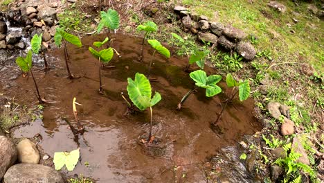 Green-Taro-Plants-Growing-In-The-Tropical-Gardens-Of-Iao-Valley,-West-Maui