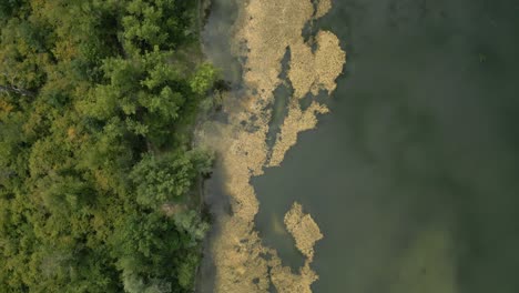 Aerial-shot-of-lake-polluted-by-algae-and-shore-with-green-trees,-Europe