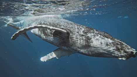 Humpback-whale-rolls-in-water-turning-in-slow-motion-to-face-front-as-light-sparkles-across-magnificient-skin