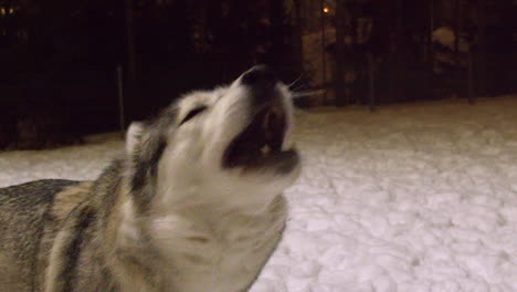 Excited-Husky-dog-barks,-wants-to-play-fetch-in-snow-on-winter-night