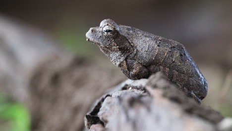 Closeup-Of-Grey-Foam-nest-Tree-Frog-Sitting-On-Wood-In-The-Forest