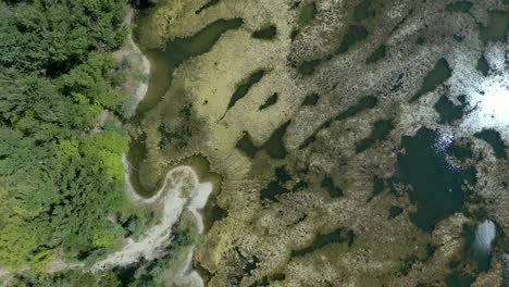 Aerial-top-down-view-of-algae-bloom-pollution-in-lake-during-summer-day,-Europe