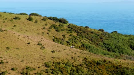 Aerial-Hills-and-Ocean-Landscape-of-Cucao-Chiloé-with-Wild-White-Horse-Grazing