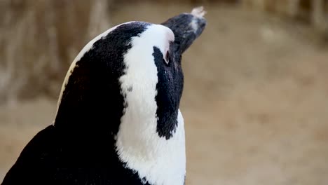 Close-Up-Face-Shot-of-African-Penguin-Scratching-Face