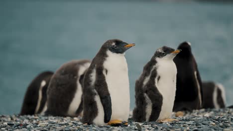 Group-Of-Gentoo-Penguins-In-Isla-Martillo,-Tierra-Del-Fuego,-Argentina---Close-Up