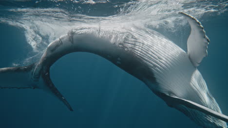 Humpback-whale-showcase-white-belly-as-it-hits-surface-with-fluke-underwater