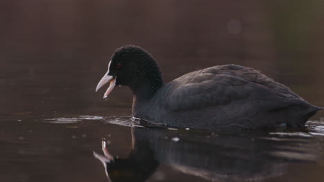 Eurasian-Coot-Swimming-in-the-Water---Slow-Motion-Close-Up