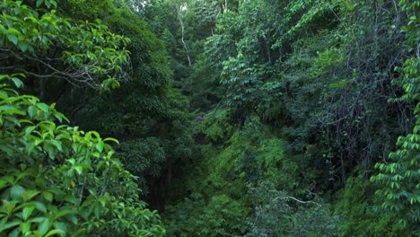Vegetación-Impenetrable-De-La-Isla-Caribeña-De-Guadalupe.