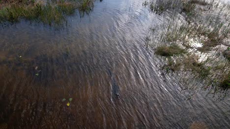 Alligator-Im-Fluss-Rotierende-Luftaufnahme-Mittlerer-Breite