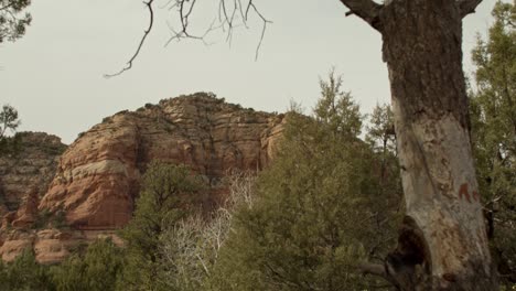 Rote-Felskuppen-Und-Baum-In-Sedona,-Arizona,-Mit-Nach-Unten-Kippendem-Video
