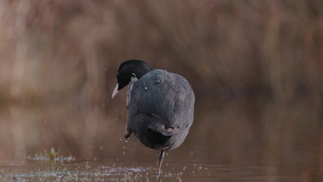 A-Coot-Waterbird-Stands-on-One-Leg-Scratching-Its-Head-SLOW-MOTION
