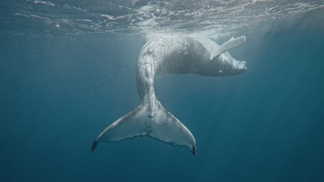 Rear-view-of-fluke-on-Humpback-whale-playing-at-surface-rolling-with-dexterity-in-slow-motion