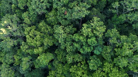 Dense-green-jungle-trees,-aerial-top-down-view