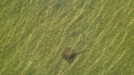 stingray-swimming-in-shallows-looking-for-food-aerial-view