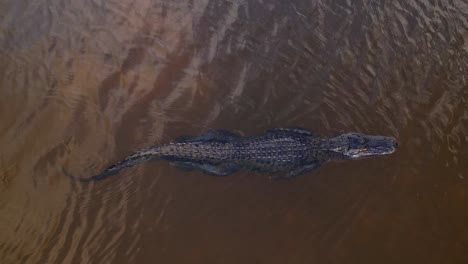 Nahaufnahme-Eines-Schwimmenden-Alligators-Aus-Der-Luftaufnahme-60p
