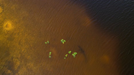 alligator-silhouette-hiding-underwater-rotating-rising-aerial-view