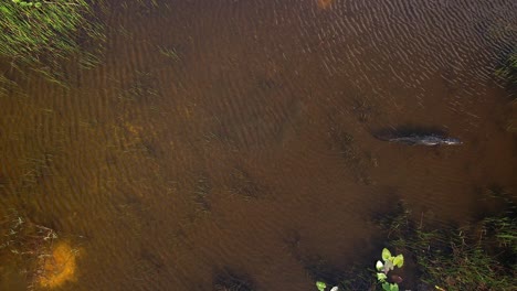 Alligator-Schwimmt-über-Flaches-Flussgebiet