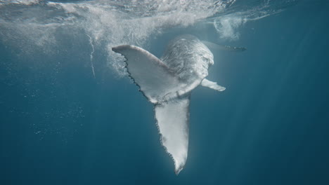 Behind-view-of-fluke-of-Humpback-whale-hitting-water-causing-bubbles-to-rise-in-slow-motion
