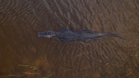 Alligatorschwimmen-Slomo-Schönheit-Luftaufnahme